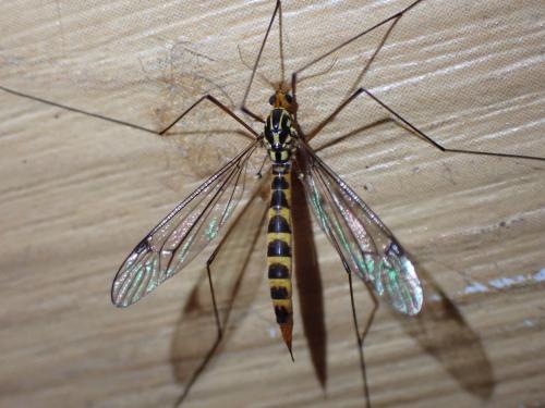 Nephrotoma flavipalpis